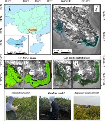 Evaluation of LAI Estimation of Mangrove Communities Using DLR and ELR Algorithms With UAV, Hyperspectral, and SAR Images